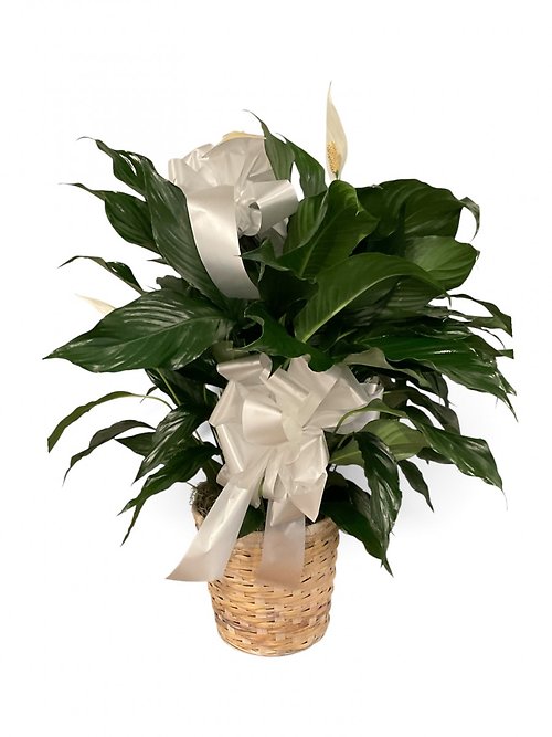 Peace Plant